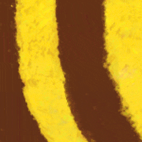 Daniel Santiago Arguelles